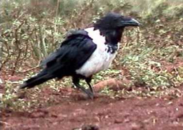 Pied crow