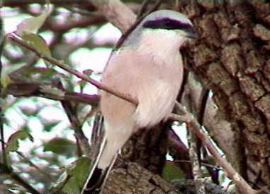 Red-backed shrike