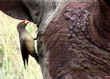 Red-billed oxpecker