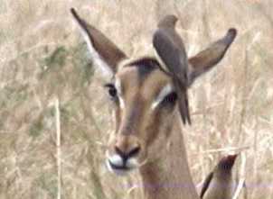 Red-billed Oxpecker grooming an impala