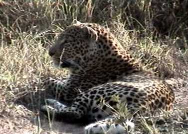 Leopard in Etosha Park