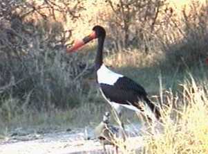 Saddle-billed stork