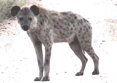 Spotted hyena