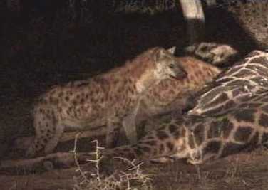Spotted hyena clan feasting on giraffe