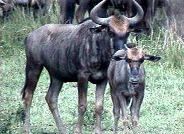 Sub-adult blue wildebeest and calf