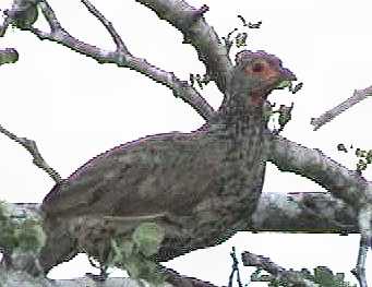Swainsons francolin