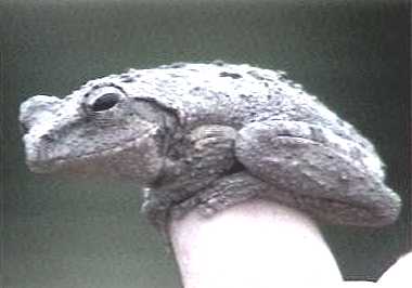 Treefrog
