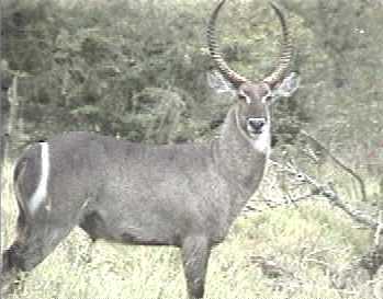 Water buck ram