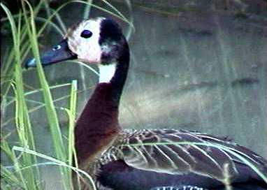 White faced duck