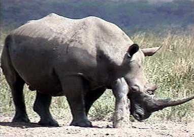 Rhino at his rubbing post