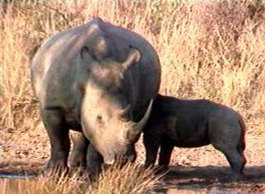 Rhino and calf