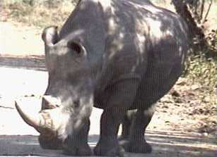 White rhino in Etosha