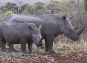 White rhino mother and calf in Etosha Park, Namibia