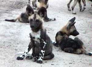 African Wild Dog pups resting, founded in the Caprivi region of Namibia