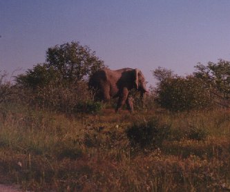 Old elephant bull with broken tusks