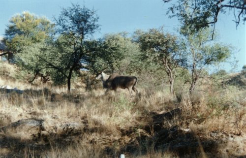 Beautiful Eland bull, weigh about 400+ kg