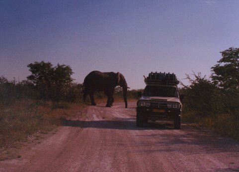 When a elephant block a road, you need patience!