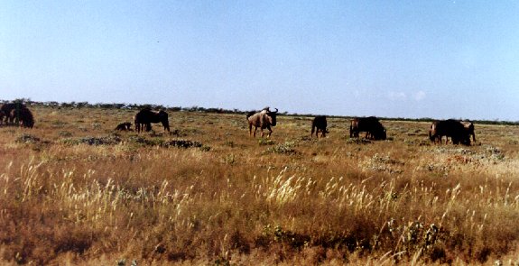 Wildebeest migrating from west to east after the good rains in the Etosha National Park, Namibia
