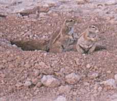 ground squirrel family in their nest entrance