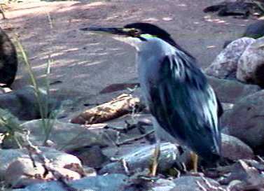 herons in Namibia