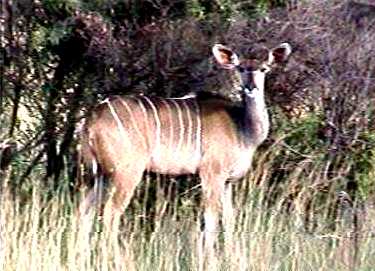 kudu cow