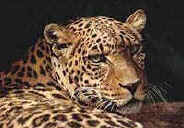 leopard face