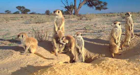 meerkats in the Kalahari