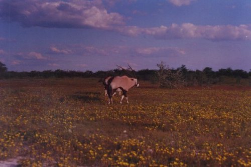 Tridenta flowers after the first rains in Namibia