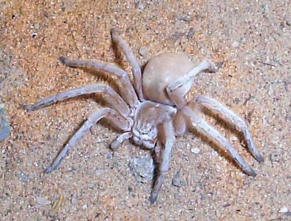 White Lady spider in Namibia