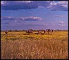 Herds of animals in Etosha Park