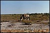 Oryx in Etosha Park, Namibia