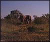 Elephants in Namibian Caprivi region