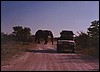 Elephant blocking the road in the Caprivi, Namibia
