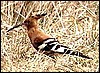 African hoopoe
