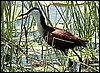 African jacana