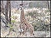 Baby giraffe in Etosha Park, Namibia