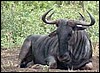 Blue wildebeest 