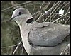 Cape turtle dove: Found all-over Southern Africa