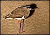 Crowned plover in Namib Desert