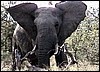Angry elephant blocking the road in the Mahangu Game Reserve