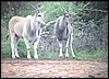 Eland cows are nervous creatures.