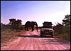 Elephant cow in Etosha blocking the road