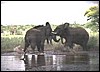 Elephants playing in Etosha Park, Namibia