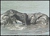 Elephants playing in the Zambezi river of Namibia.