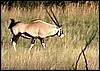 Gemsbok from Namibia