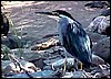 Green backed heron in Mahangu Reserve, Namibia