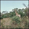 Giraffe of Etosha Park