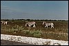 Zebra on the Etosha plains of Namibia