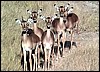 Impala herd