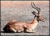 Impala ram